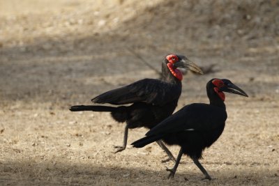 Ground hornbill