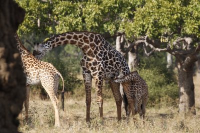 Giraffe baby nurses