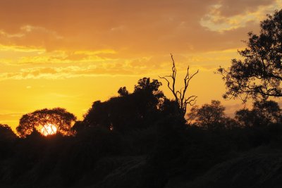 I even like the trees at sunset!