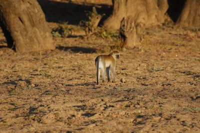 Vervet monkey male (blue!)