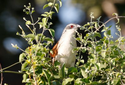 White-browed coucal