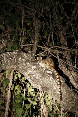 Large spotted genet