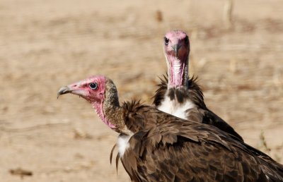 Hooded vulture dancers resting