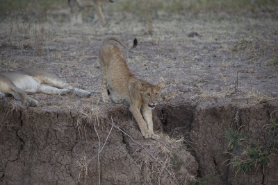 Stretching prior to a hunt