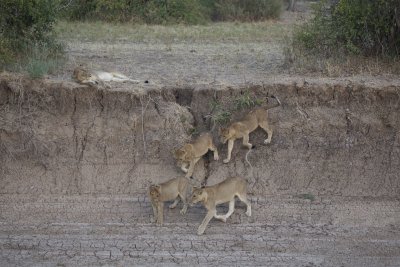 Gathering in the dry riverbed