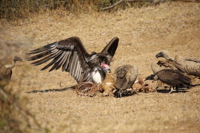 Vultures on a carcass