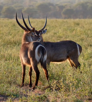 Waterbuck boys