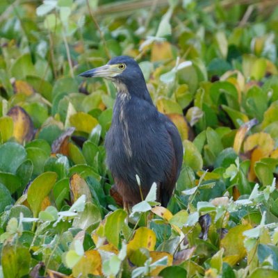 Rufous-bellied heron