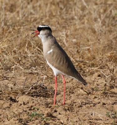 Crowned plover