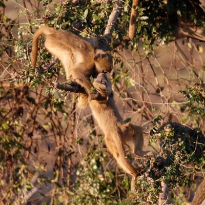 A baboon kiss?