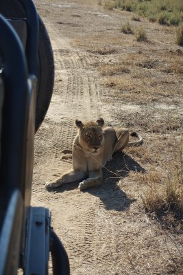 We loved that the lions hung out around our vehicle