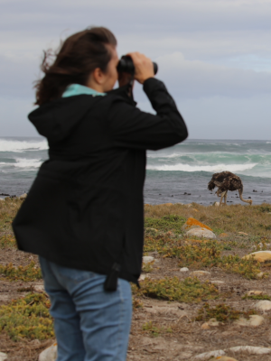 Ostriches on the beach!