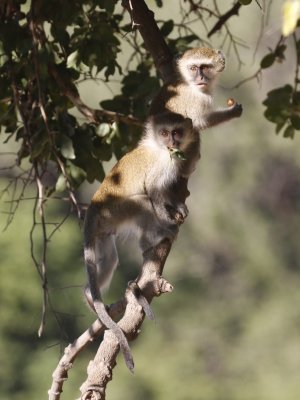 Vervets eating