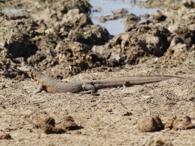 Monitor lizard basking
