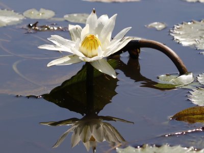 The waters were covered with beautiful lilies