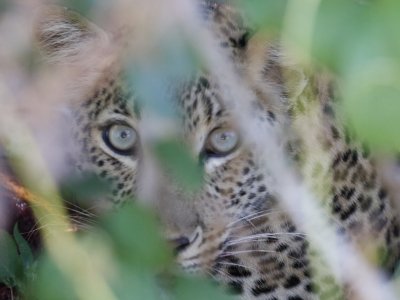 We saw many leopards too!