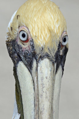 Pelican