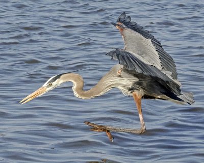 Great Blue