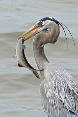 Hungry Great Blue
