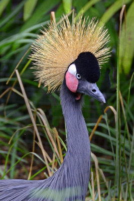 African Crown Crane