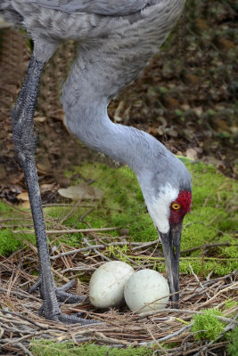 Sandhill Crane