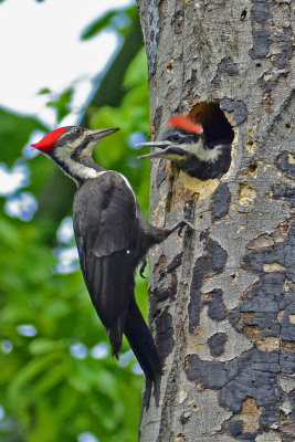 Pileated Woodpecker
