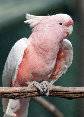 Parakeet