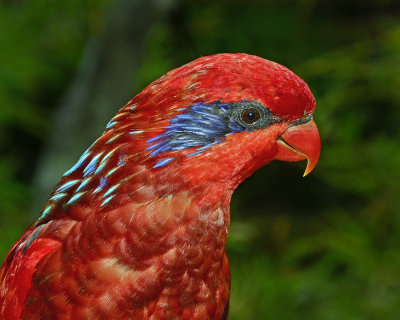 Lorikeet