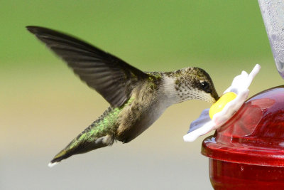 Hummingbird