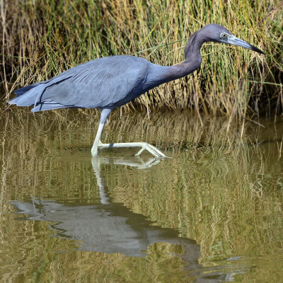 Tricolored Heron