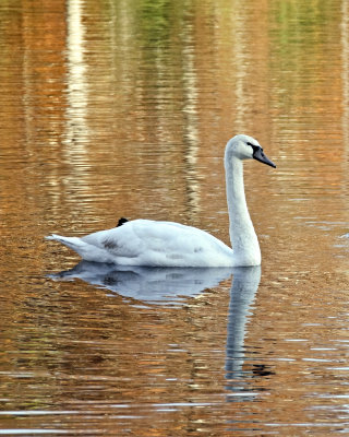Swan