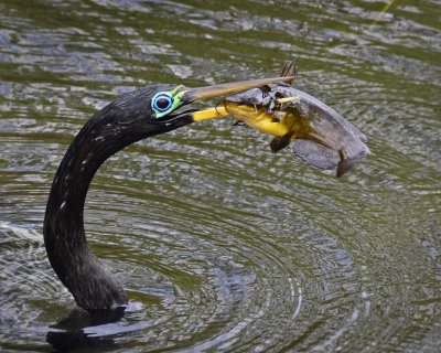 Anhinga