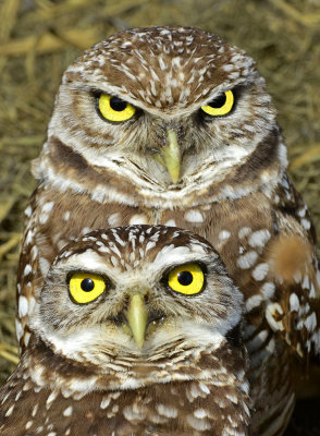 Burrowing Owls