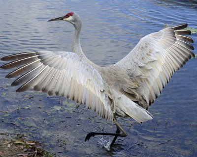 Sandhill Crane
