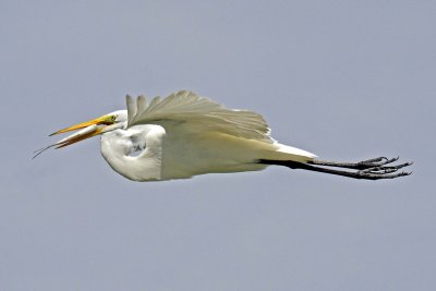 Egret