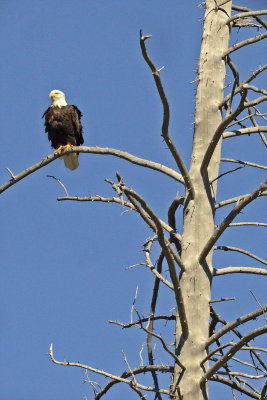 Eagle on the Snake River