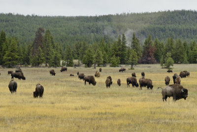 Small Bison Herd