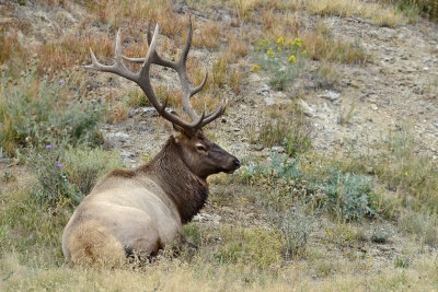 Elk near Mammoth Terrace
