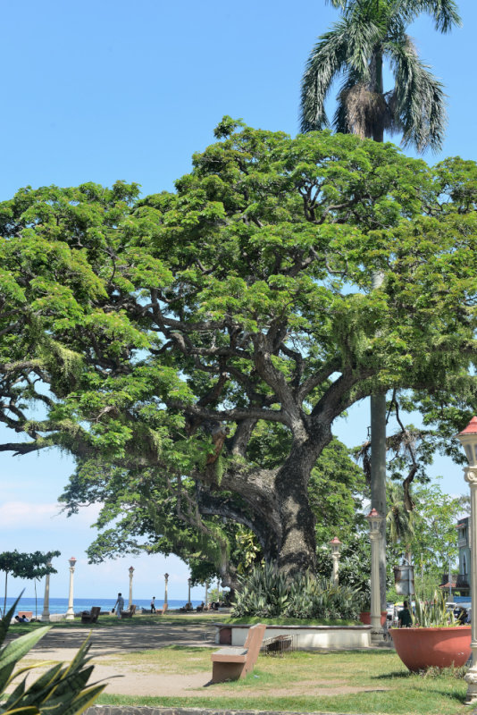 Dumaguete promenade    DSC_9842.JPG