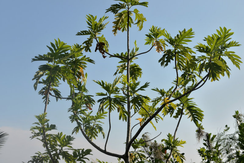 Breadfruit tree    DSC_0380.JPG