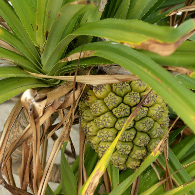 Pandanus fruit    DSC_0242.JPG