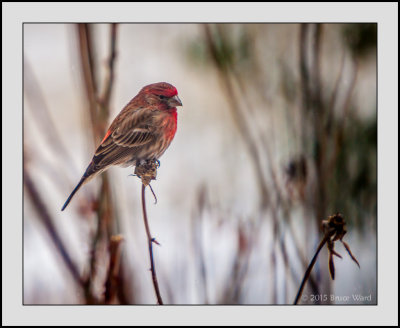 House Finch