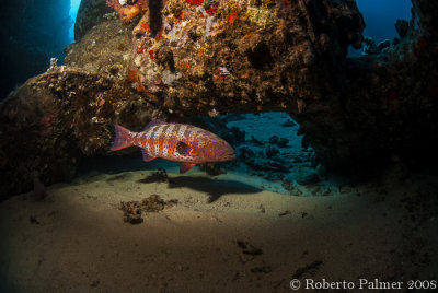 Garoupa (Red Sea Coral Grouper)