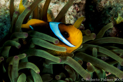 Peixe palhao (Red Sea anemonefish)