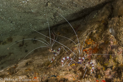 Camares - Shrimp