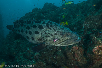 Potato Cod (Epinephelus tukula)