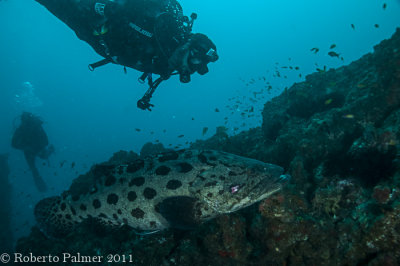 Potato Cod (Epinephelus tukula) - 2