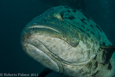 Potato Cod (Epinephelus tukula) - 3