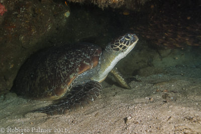 Tartaruga