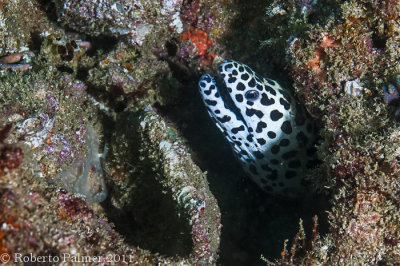 Moria pintada (Gymnothorax favagineus)